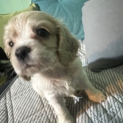 アメリカンコッカースパニエル　子犬