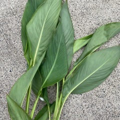 植物　発根済みの画像