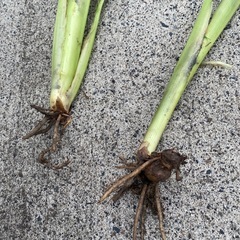 植物　発根済みの画像