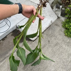 植物　発根済みの画像