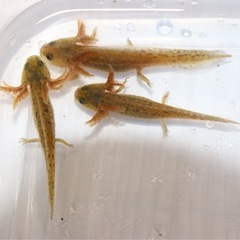 アメイロイボイモリ　幼生５匹セット　自家繁殖個体 その5の画像