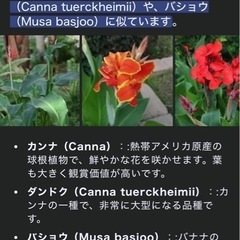 植物　発根済みの画像