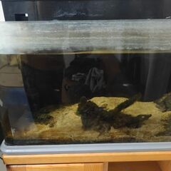 60cm水槽の画像
