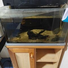 60cm水槽の画像