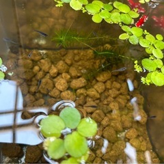 ラメメダカ針子〜稚魚15匹の画像