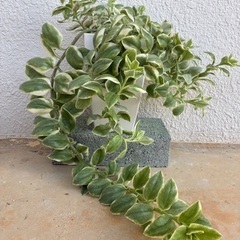 サンスベリア、多肉植物の画像