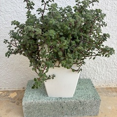 サンスベリア、多肉植物の画像