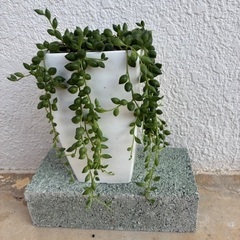 サンスベリア、多肉植物の画像