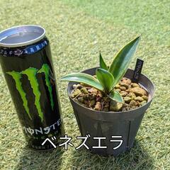 アガベ、ドライガーデンの画像