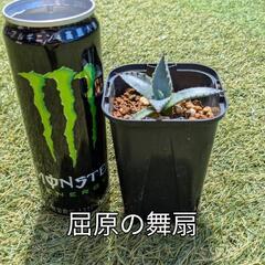 アガベ、ドライガーデンの画像