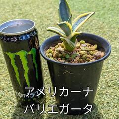 アガベ、ドライガーデンの画像
