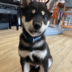 黒柴　オス　3か月