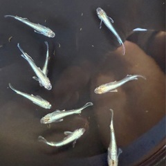 メダカ 鱗光の画像
