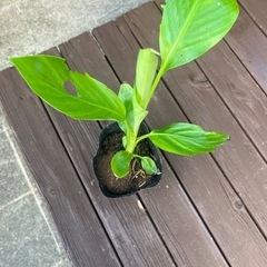 ピンクバナナ苗木の画像