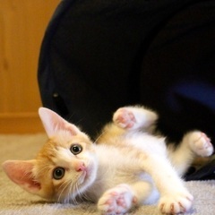 捨てられた８匹の子猫の里親を探しています！
