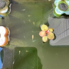 ミックスめだか　幼魚　3匹の画像