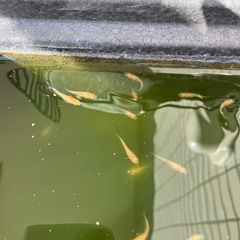 ミックスめだか　幼魚　3匹の画像