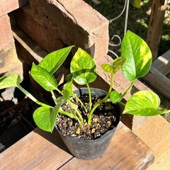 ポトス🪴観葉植物　　ポット苗の画像