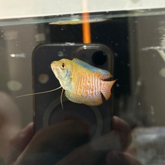 グラミー　オス1匹の画像