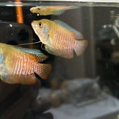 グラミー　オス1匹の画像