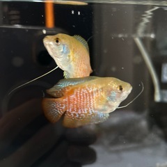 グラミー　オス1匹の画像