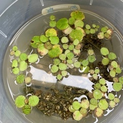 メダカの卵※ご相談くださいの画像