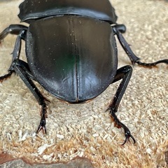 R7㉔美形‼️国産能勢YGオオクワガタ♂単71mmの画像