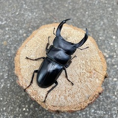 R7㉔美形‼️国産能勢YGオオクワガタ♂単71mmの画像