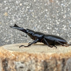 R7㉔美形‼️国産能勢YGオオクワガタ♂単71mmの画像