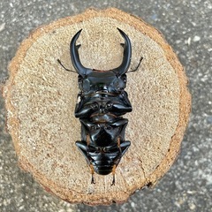 R7㉔美形‼️国産能勢YGオオクワガタ♂単71mmの画像