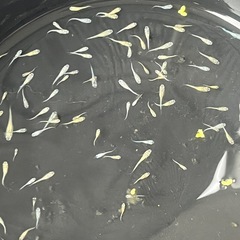 メダカＭＩＸ幼魚30匹✨の画像