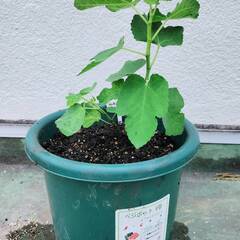 イチジク苗【LSUエバービーリング】果樹ポット付き│A│果実はとても甘く、素朴な味わいで、蜂蜜に似たイチジクの蜜がたくさん出ることから、ハニーイチジクと呼ばれています。の画像