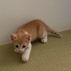 捨てられた８匹子猫の里親さんを探しています