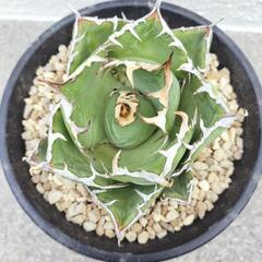 アガベ　白鯨の画像