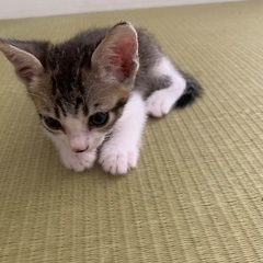 1ヶ月ちょっとののんびりやさんの男の子