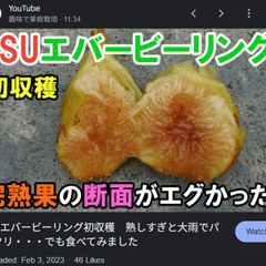 イチジク苗【LSUエバービーリング】果樹ポット付き│A│果実はとても甘く、素朴な味わいで、蜂蜜に似たイチジクの蜜がたくさん出ることから、ハニーイチジクと呼ばれています。の画像