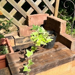 アイビー🪴観葉植物　ポット苗の画像