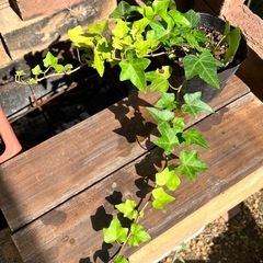 アイビー🪴観葉植物　ポット苗の画像