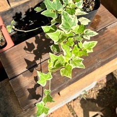 アイビー🪴観葉植物　ポット苗の画像