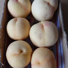 北区芳賀の桃　清水白桃（夢白桃もあるかも）　6個入り🍑 ワケアリ　清水白桃はこれで最後　の画像