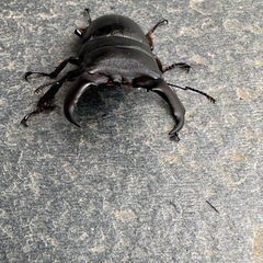 ヒラタクワガタの画像