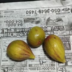 イチジク　1個40円