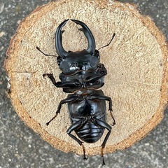 R7㉕超美形‼️国産能勢YGオオクワガタ♂単73mmの画像