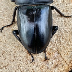 R7㉕超美形‼️国産能勢YGオオクワガタ♂単73mmの画像