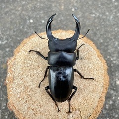 R7㉕超美形‼️国産能勢YGオオクワガタ♂単73mmの画像