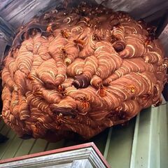 🐝ハチの巣・害虫害獣駆除！安全対策もお任せ🐝 - 害虫/害獣駆除