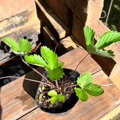 ワイルドストロベリー🍓　ポット苗の画像