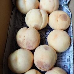 北区芳賀の桃　清水白桃（夢白桃もあるかも）　10個入り🍑 ワケアリ 清水白桃はこれで最後　の画像