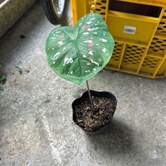 カラジュウムビコロール　　　　　 　カラフルな葉っぱが可愛いの画像