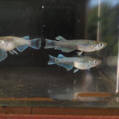 メダカ𓆛エメキン若魚𓆛1ペアの画像